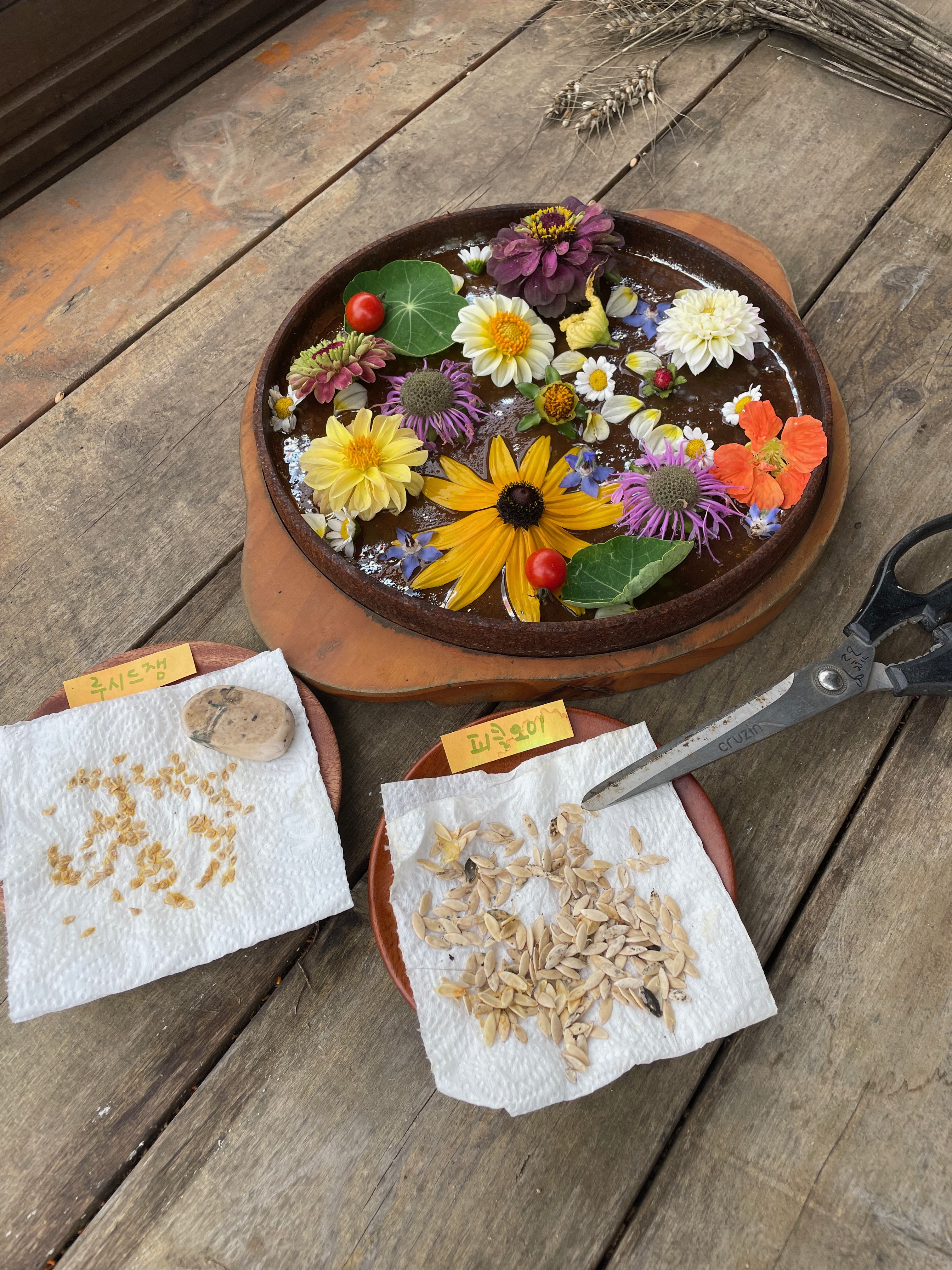 20230706 토마토와 오이채종