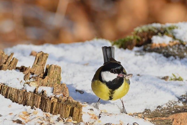 2026년 1월 31일 2월 6일 전국 날씨 예보