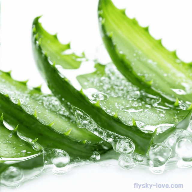 수분이 풍부한 알로에