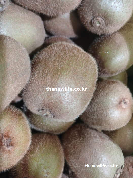 키위 효능 소화 촉진 액티니딘 식이섬유