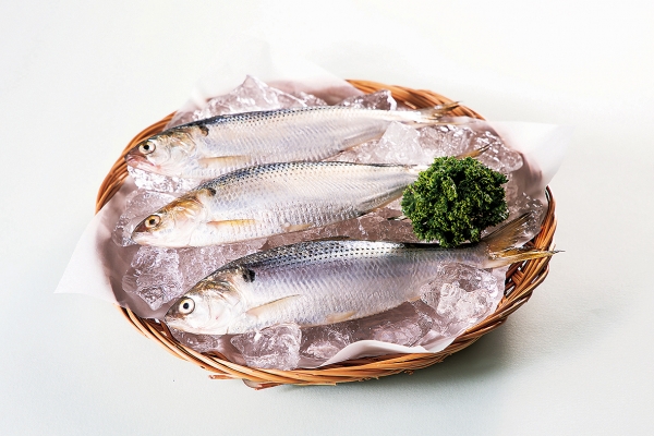 전어 효능 및 부작용