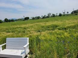 제2회 칠서 생태공원 청보리&middot;작약축제 기본일정과 프로그램 정의 신유 출연