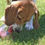 풀을 뜯어먹는 강아지모습