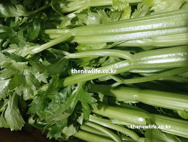 셀러리 효능을 뒷받침하는 각종 영양성분을 신선하게 담아낸 실사진