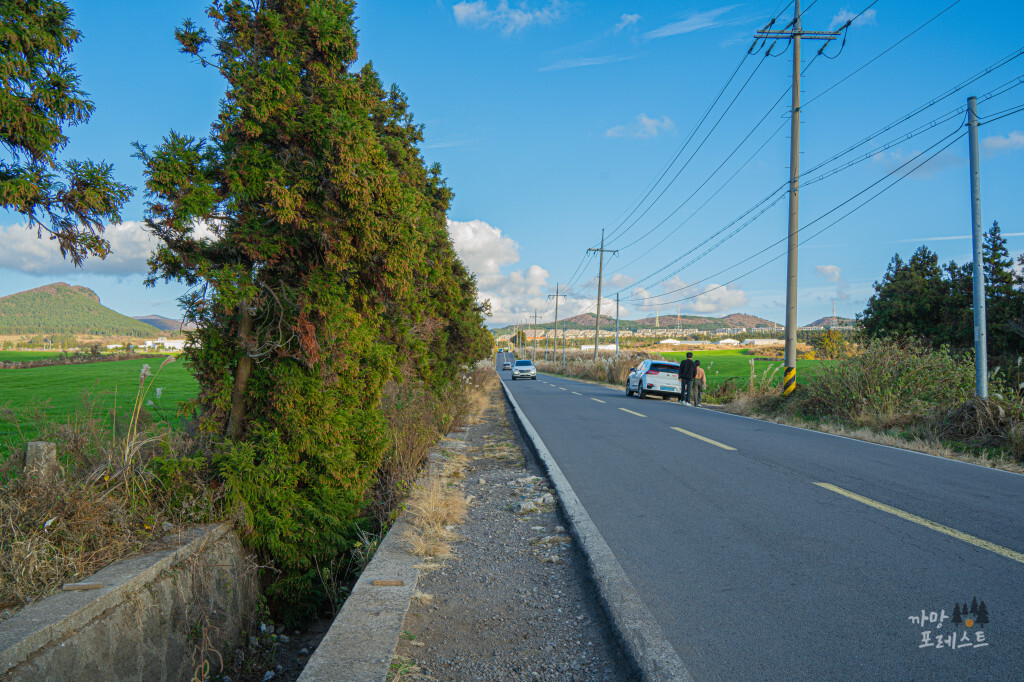 새별오름 나홀로나무 위치