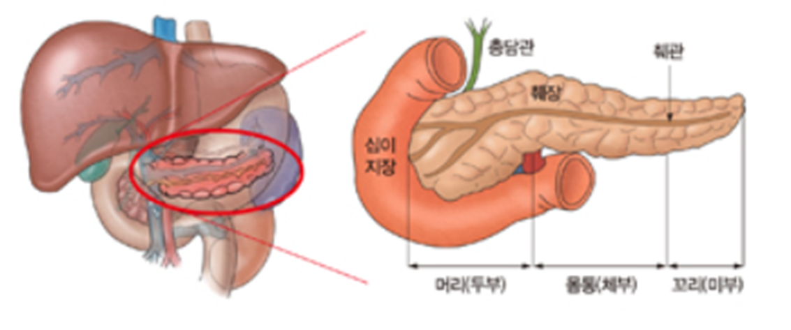 췌장의-구조