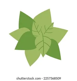 민트 재배 수경 재배 물 갈이 뿌리 번식_6