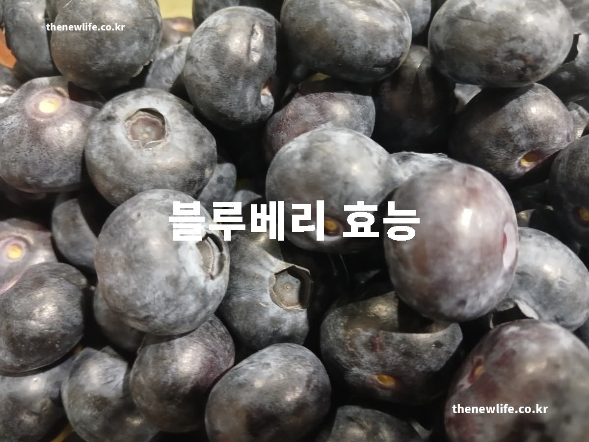 블루베리 효능 대표 실사진