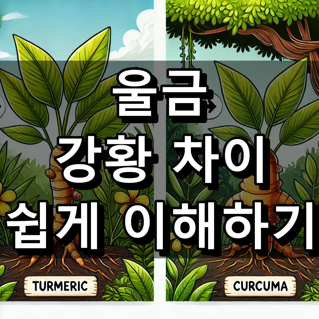 울금 강황 차이 대표이미지