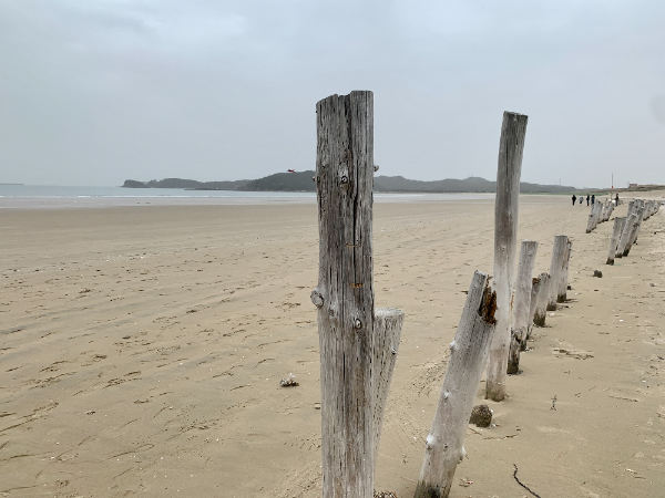 신두리 해안 사구 벌판