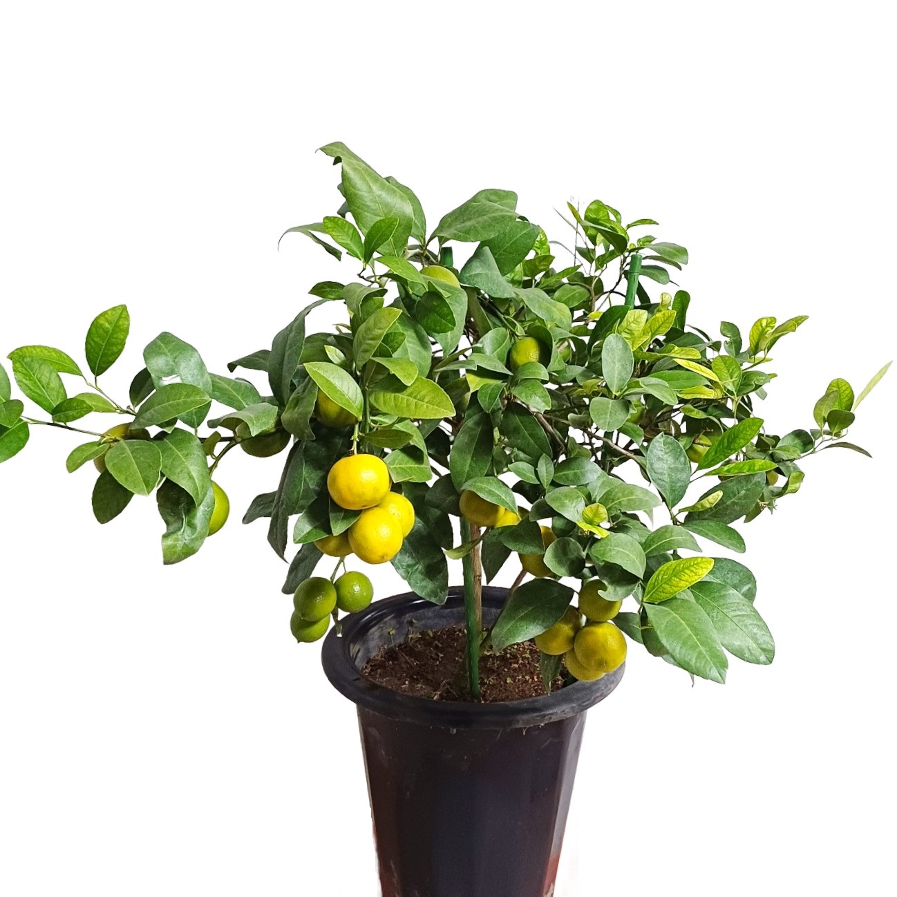 레몬나무 키우기