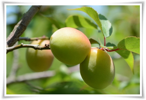텃밭 "6월, 매실 수확하세요!" 초록빛 활력의 싱그러운 여름의 맛 매실!
