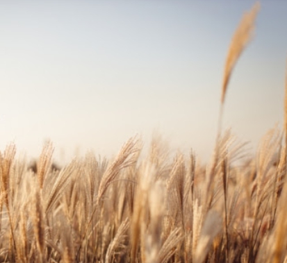 가을에 피는 꽃 종류 갈대