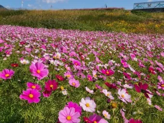 구리 가볼만한곳 베스트10 현지인 추천 필수코스_16