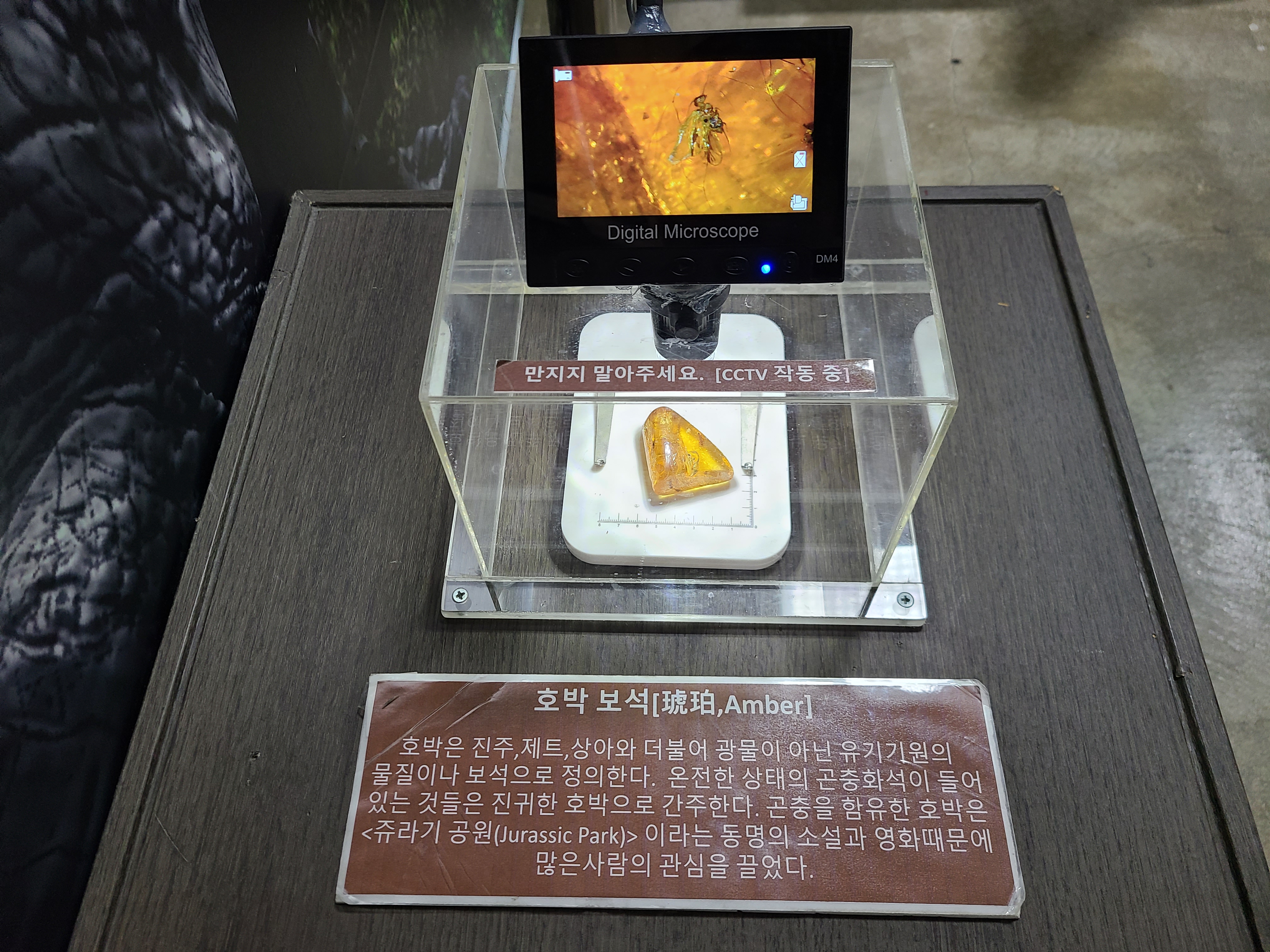 파주 공룡 박물관 호박 확대경