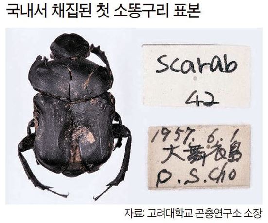 소똥구리와 인간의 공생