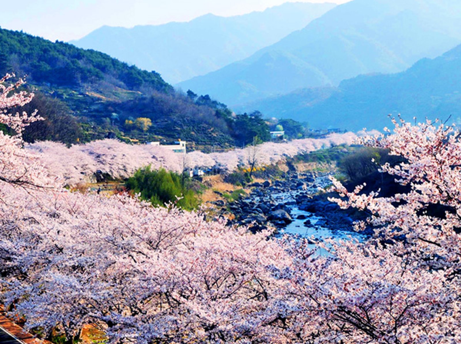 경상도 하동 십리벚꽃길 2024 벚꽃 명소 경상도