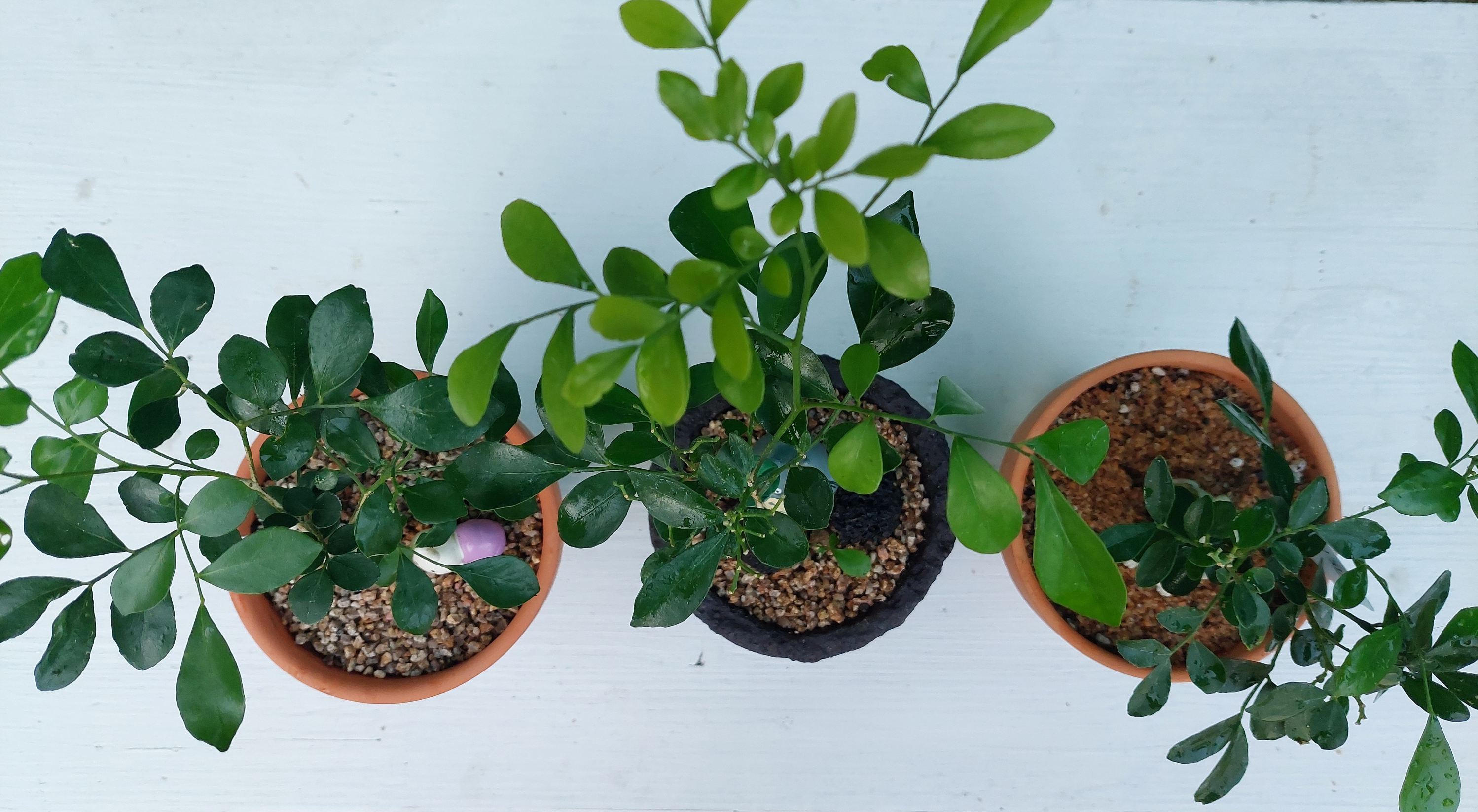 심는 화분에 따라서 느낌이 달라지는 오렌지 자스민 나무