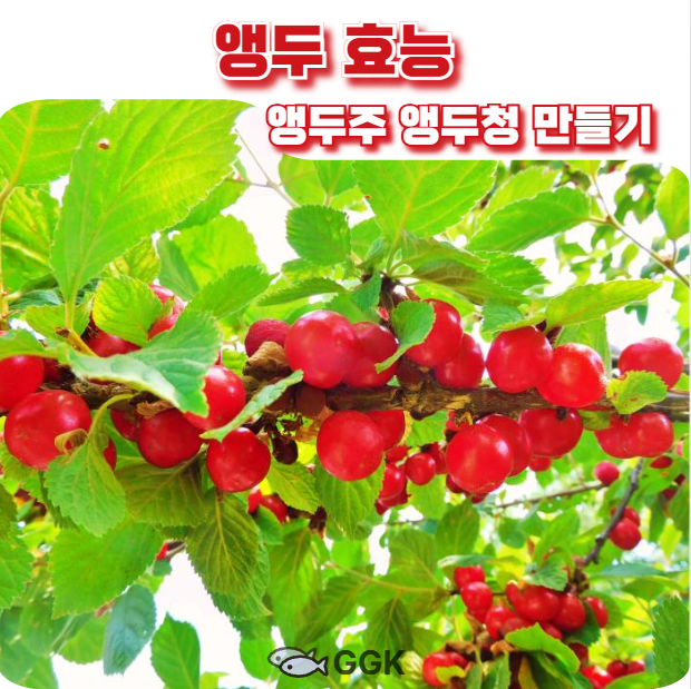 앵두효능과 앵두주 앵두청 만들기에 관한 이미지