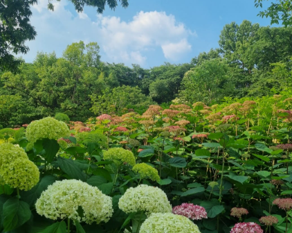 서울 도심 속 수국 명소, 초안산 수국동산 완전정복!