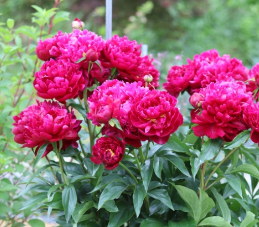 작약 구근 심는 방법