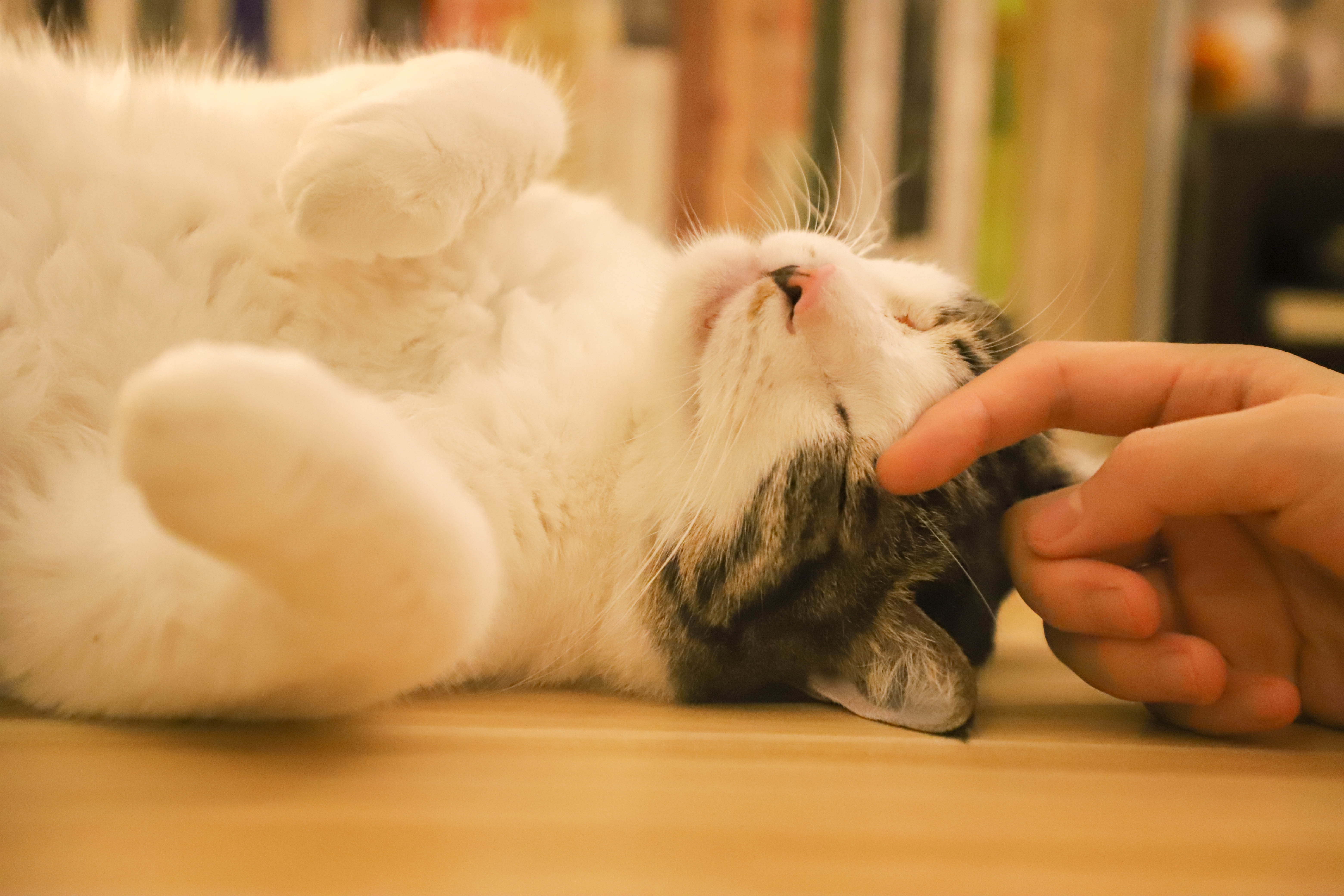 고양이
