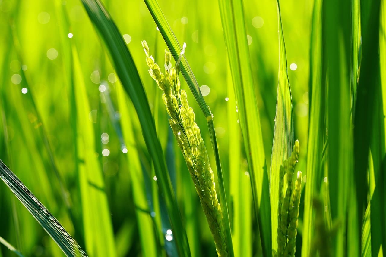 로컬푸드는 왜 신선한가?