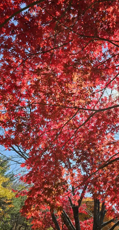 단풍-내장산