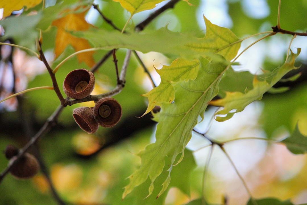 Acorn.
