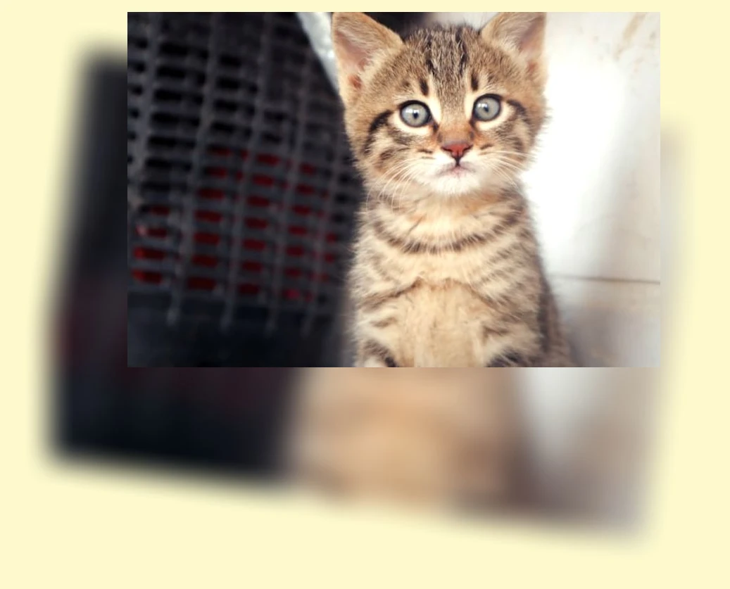 고양이 놀이_1_subsection