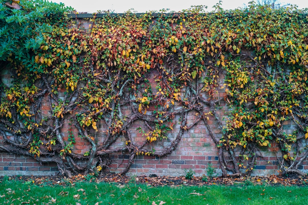 Pruning