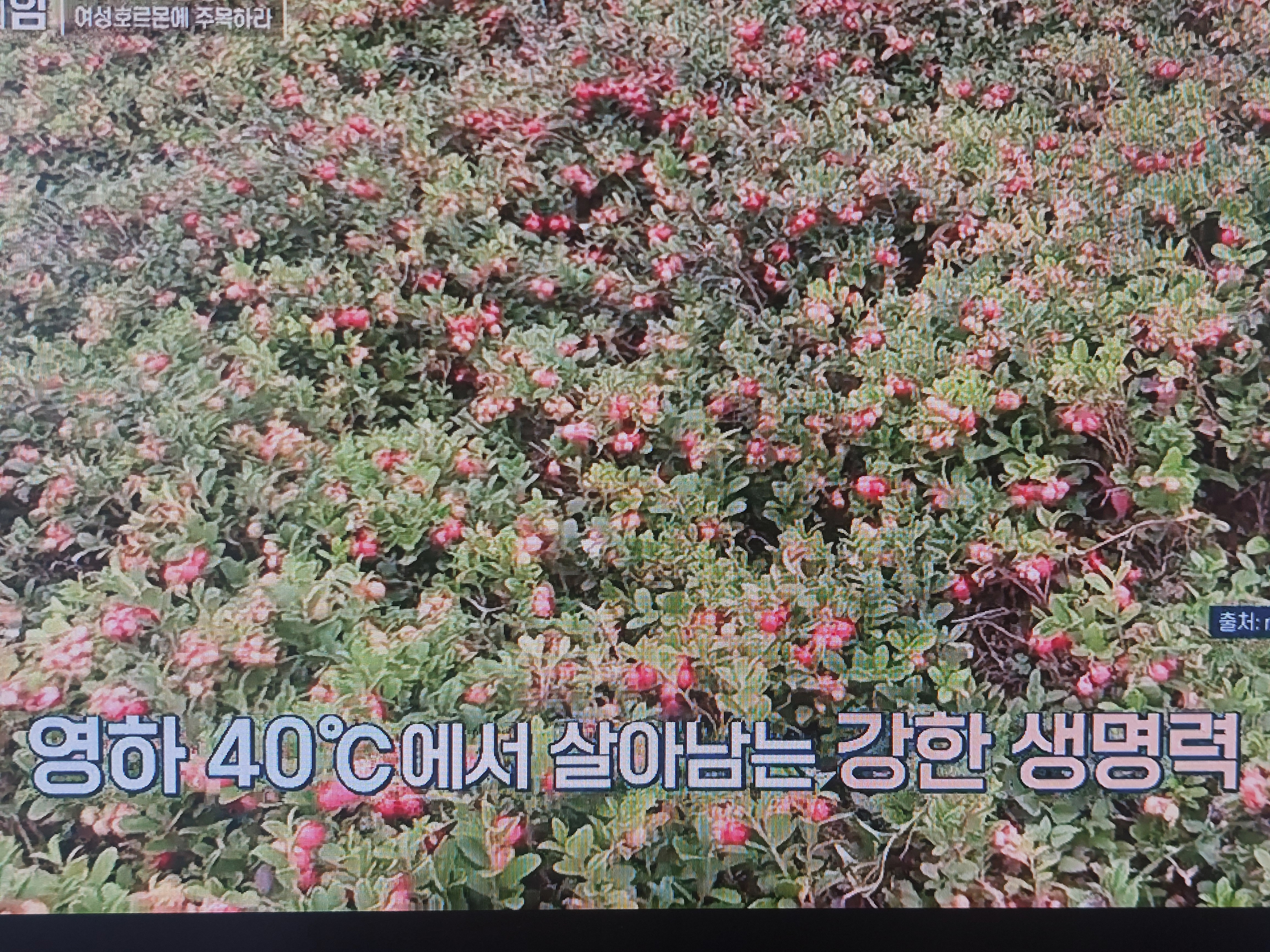 링곤베리