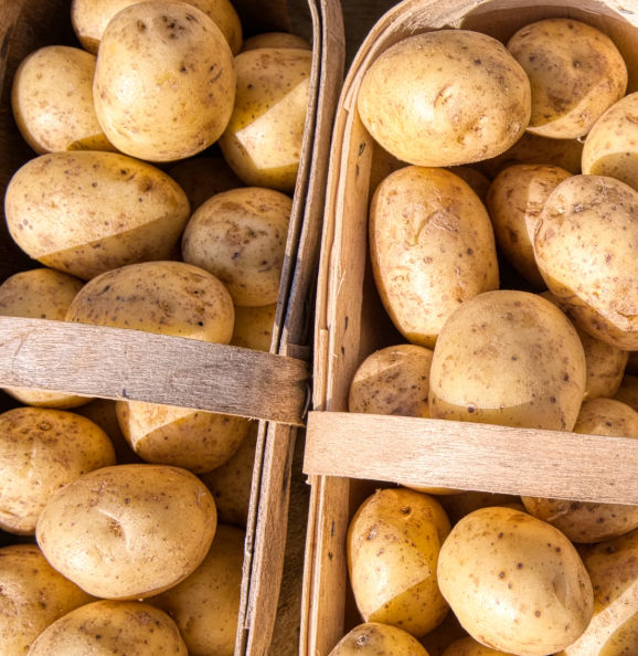 감자의 효능과 부작용