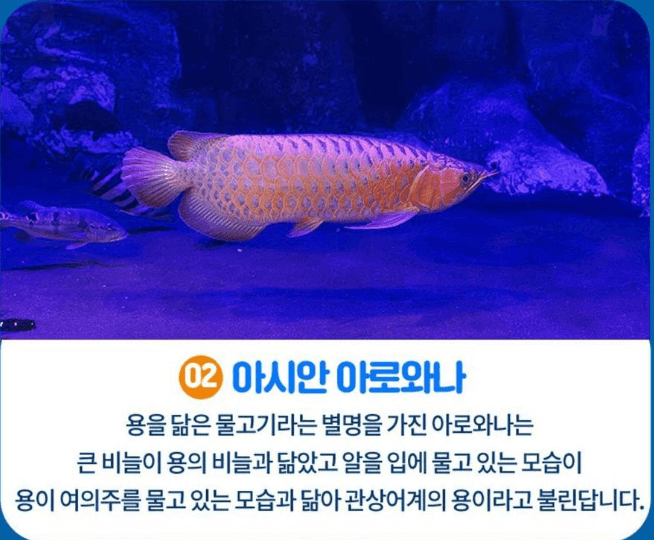 아쿠아리움