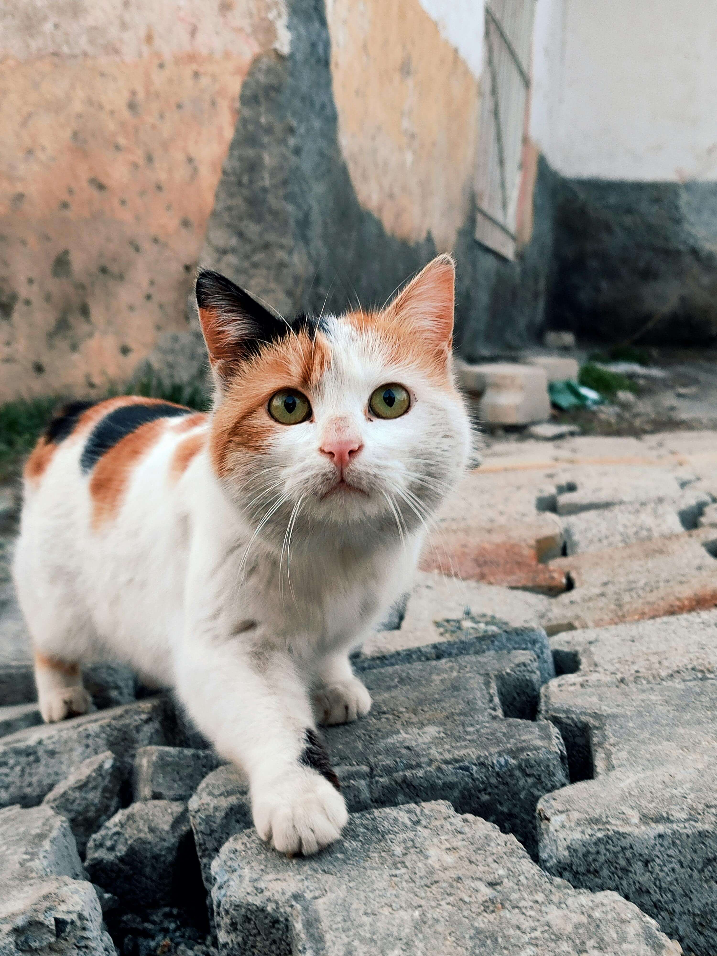 반려동물 보험 + 카드 혜택 2배로 받는 법 │ 병원비 확 줄이는 중복 절약 공식