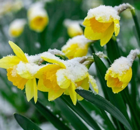 겨울 꽃 수선화