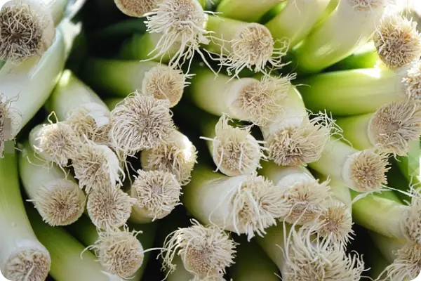 부추김치 맛있게 담그는 법