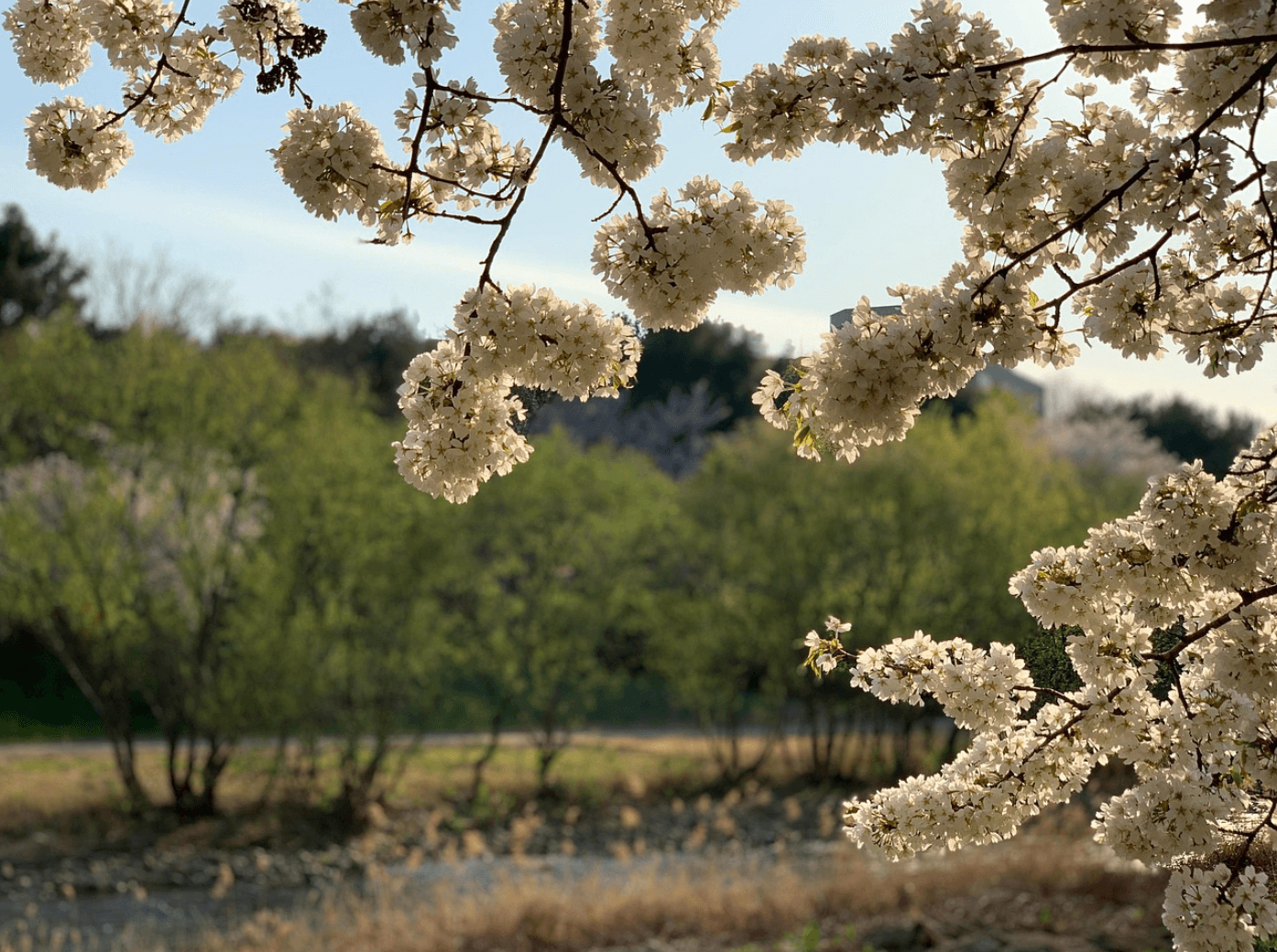 한국어 조사 완벽 정리 – (은/는 vs. 이/가 차이점 총정리)