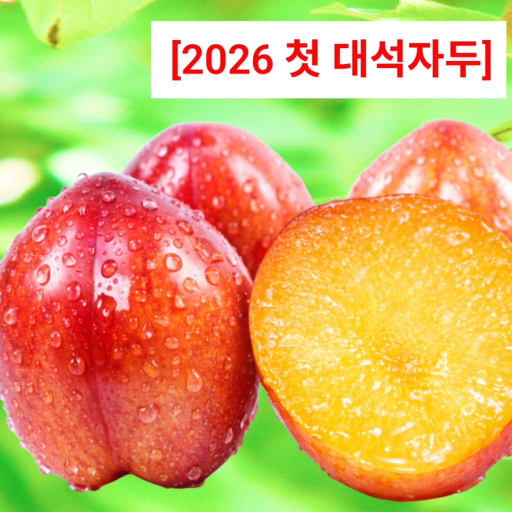 첫출하 대석자두 26년 햇자두