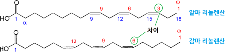 알파 - 감마 리놀렌산
