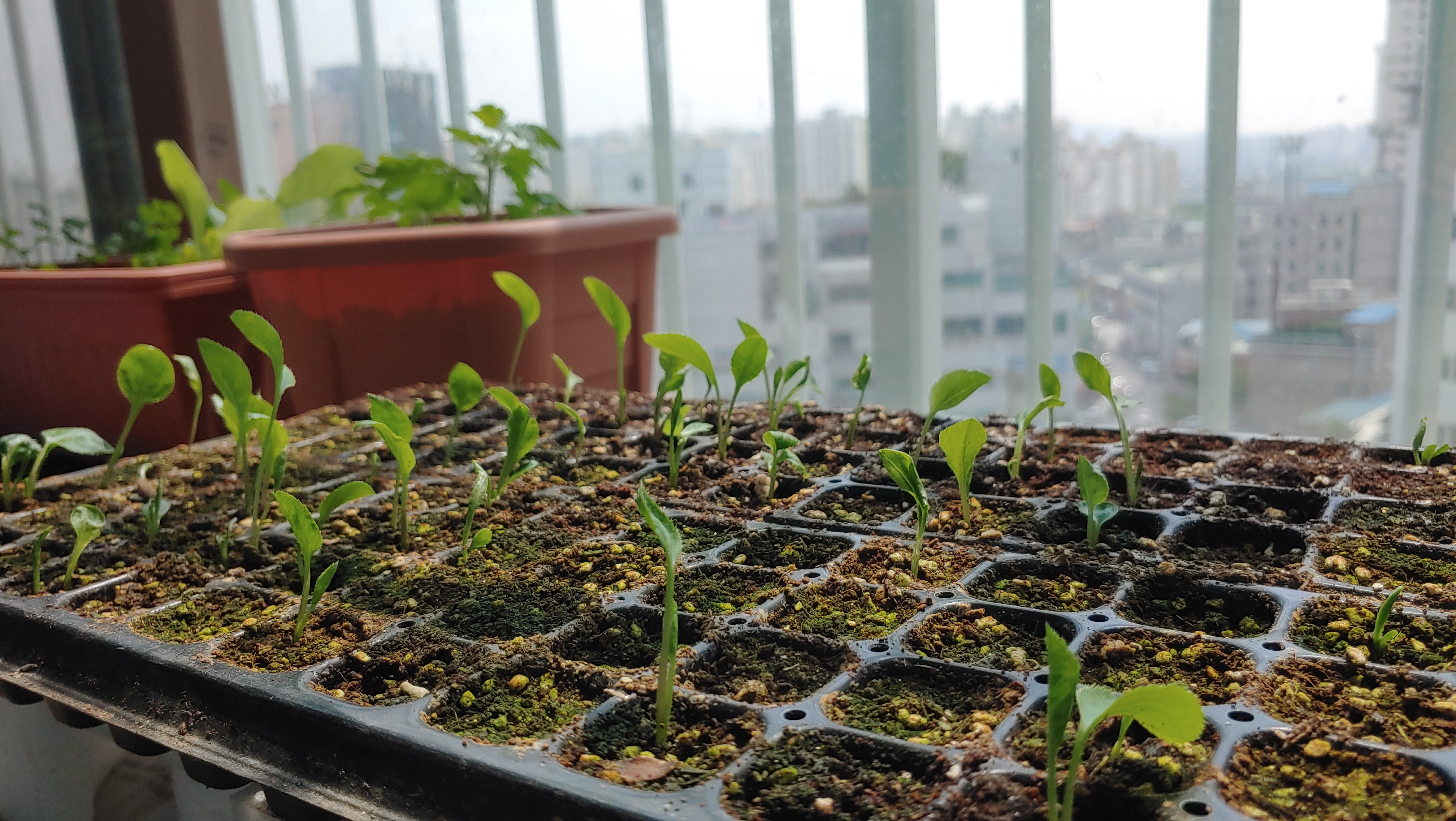 트레이에 파종해서 자라고 있는 삽주