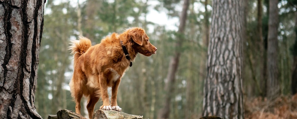강아지 목줄 훈련 4
