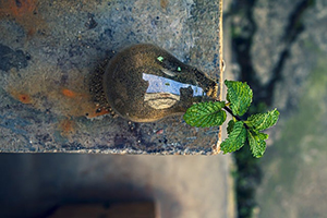 세계의 희귀 식물 보호구역