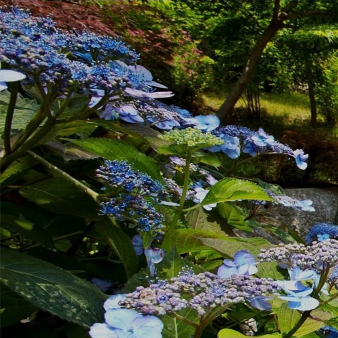 화담숲 모노레일