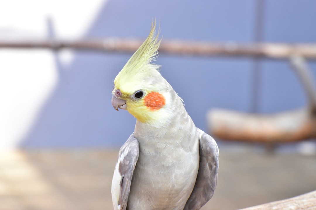 popup