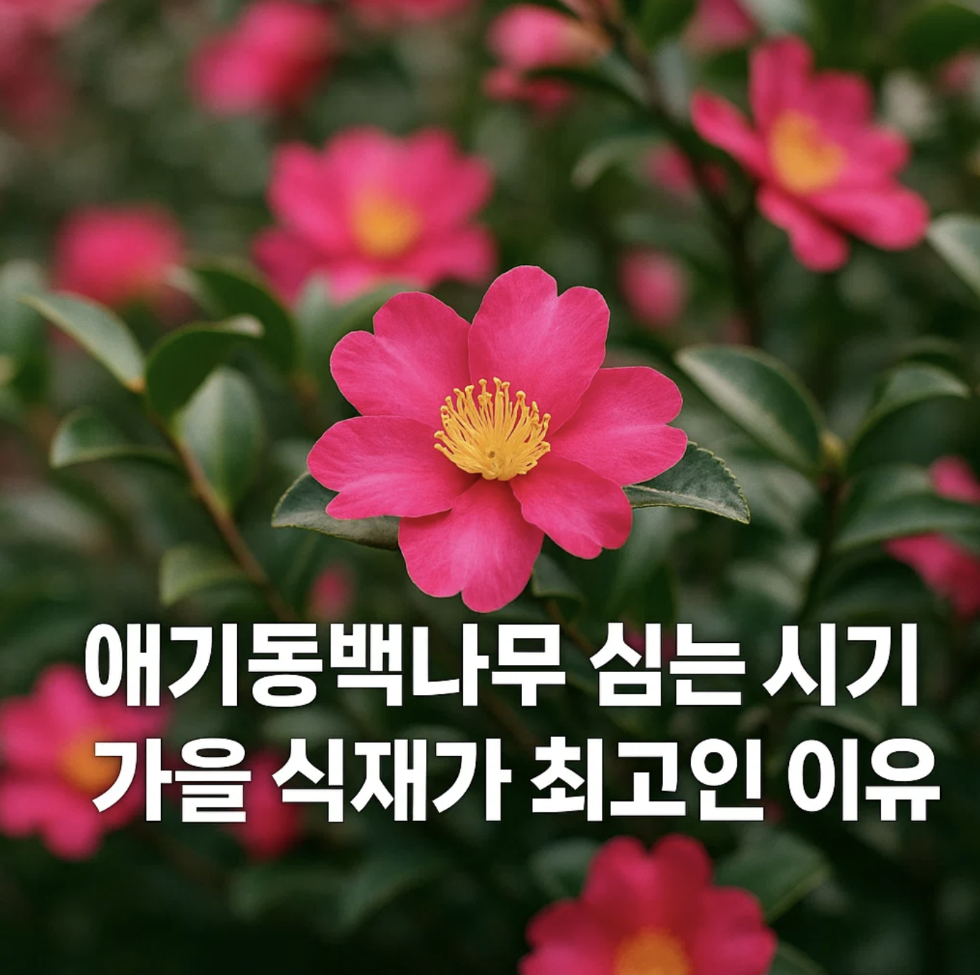 애기동백나무 심는 시기, 가을 식재가 최고인 이유