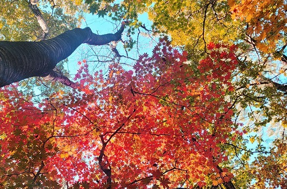 전국 단풍명소, 절정시기