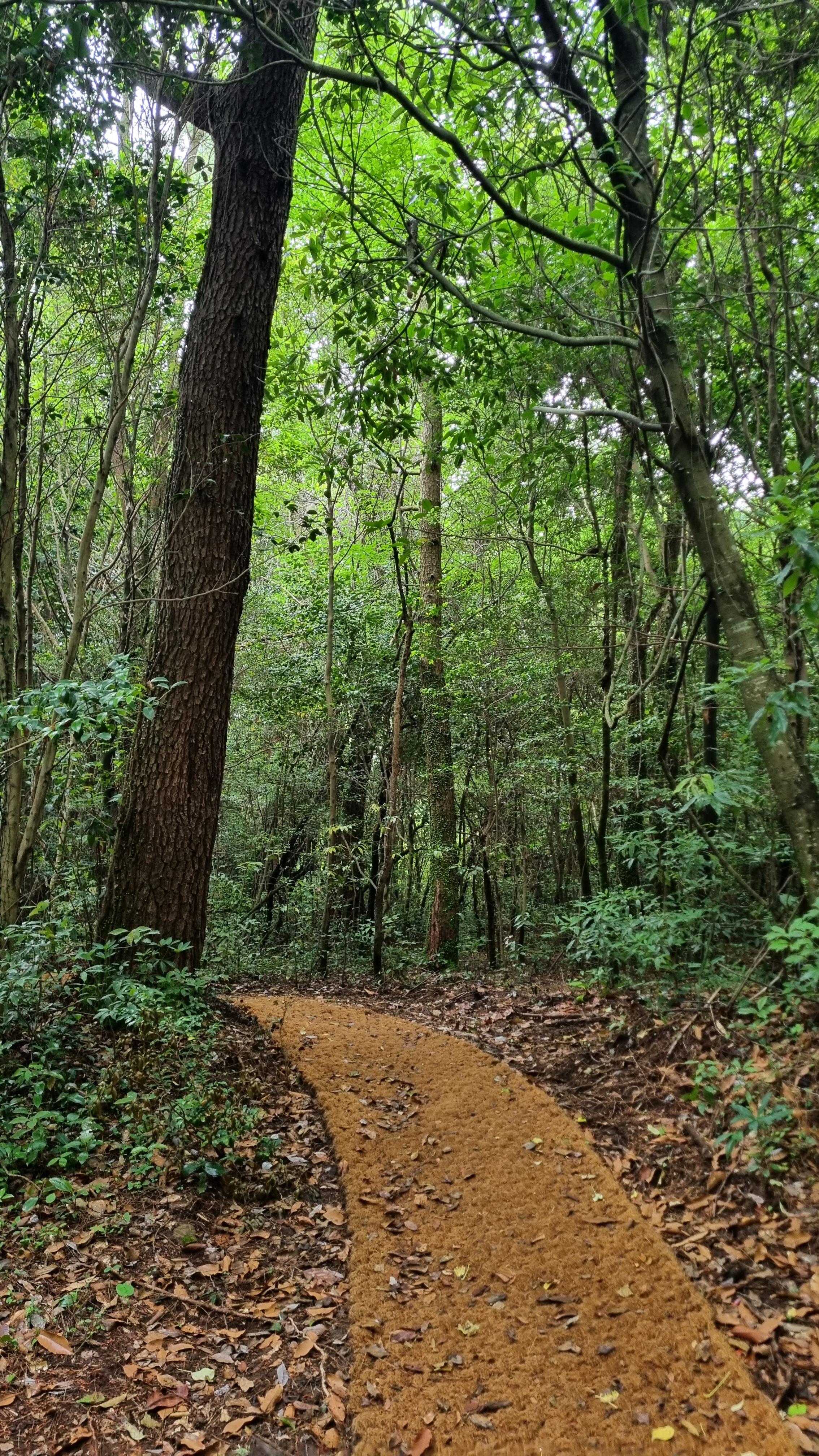 제주 추억의 숲길