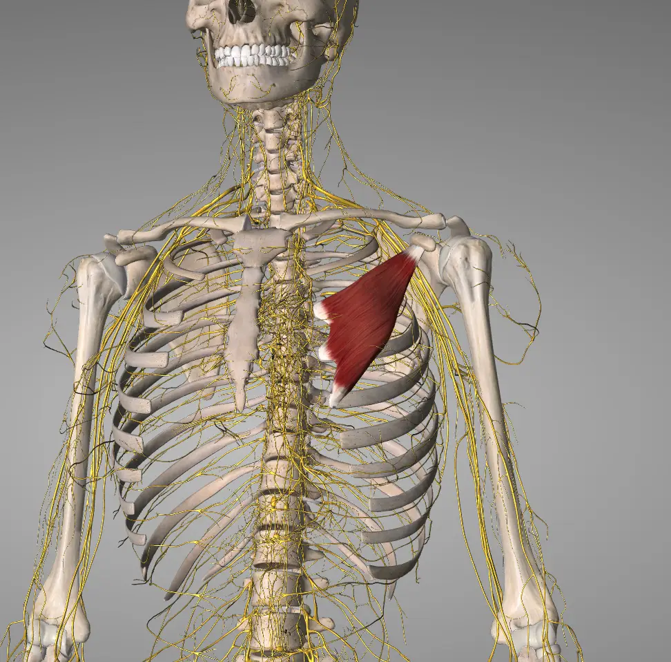 당신의 팔 저림과 통증의 숨겨진 원인: 소흉근 증후군(Neurogenic Pectoralis Minor Syndrome)