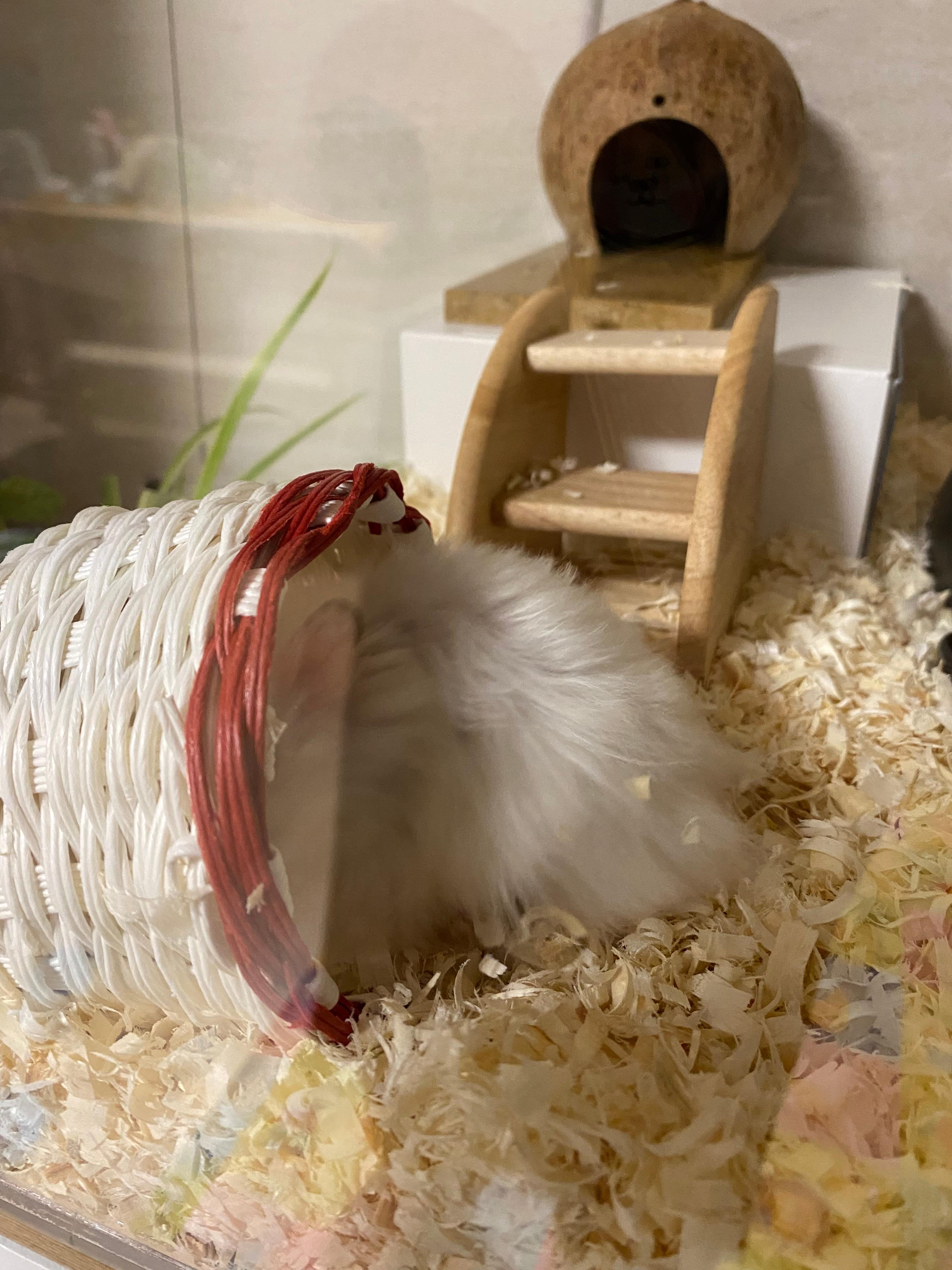 햄스터 들어가는 모습 티컵으로